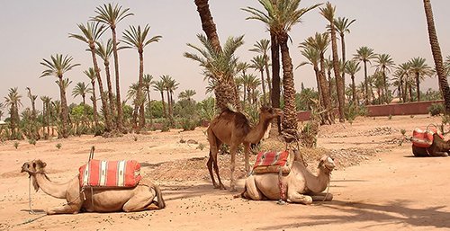 CAMEL