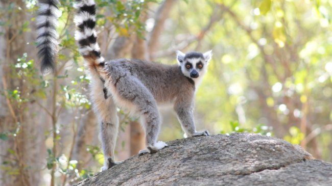 capkimony_lemuriencatta