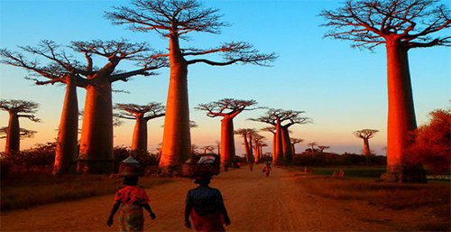 The Baobab Alley