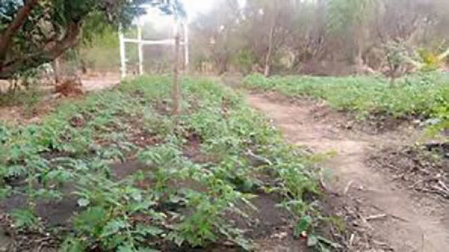 jardin Kimony copie