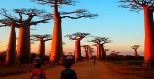 The Baobab Alley