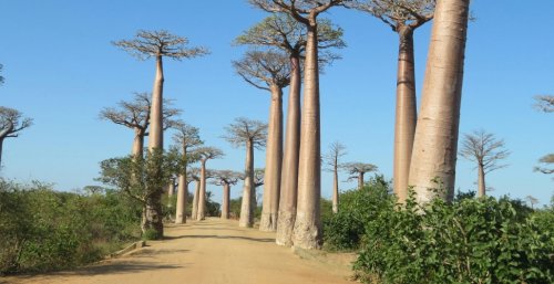 ALLÉE DES BAOBABS