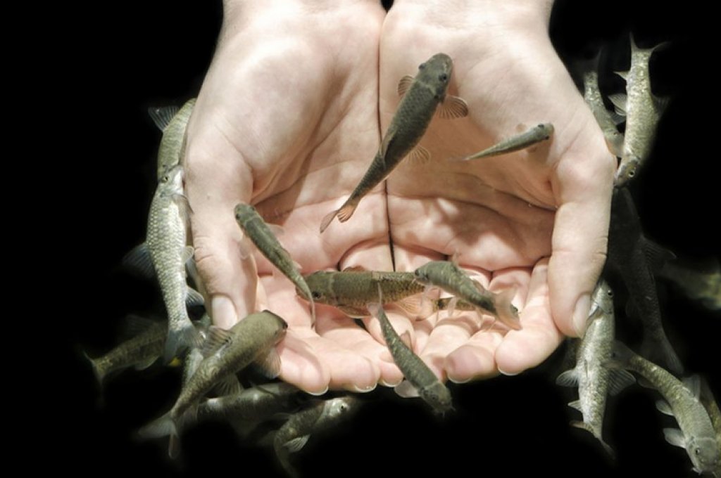 Doctor Fish